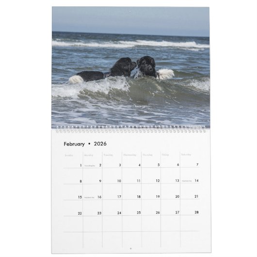 Zee Honden van het Beer Notta Kalender (Feb 2026)