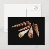 Zee Horns Briefkaart (Voorkant / Achterkant)