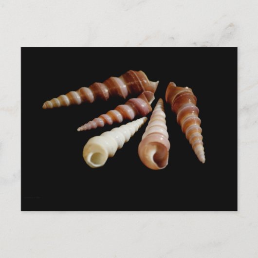 Zee Horns Briefkaart (Voorkant)