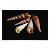 Zee Horns Foto Afdruk (Voorkant)