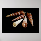 Zee Horns Poster (Voorkant)