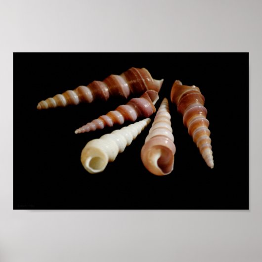 Zee Horns Poster (Voorkant)