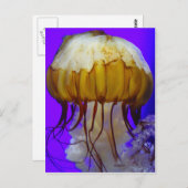 Zee Jellies Briefkaart (Voorkant / Achterkant)