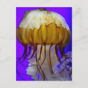Zee Jellies Briefkaart