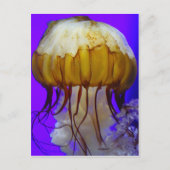 Zee Jellies Briefkaart (Voorkant)