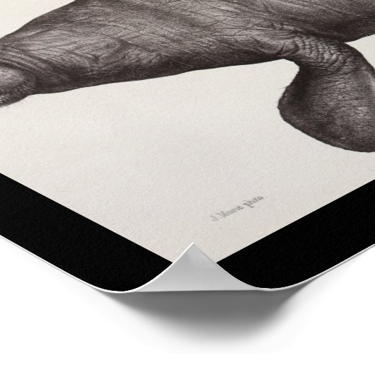 Zee Koe Beheer mariene biologie afdrukken Poster (Hoek)