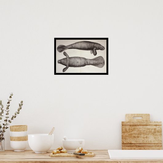 Zee Koe Beheer mariene biologie afdrukken Poster (Keuken)