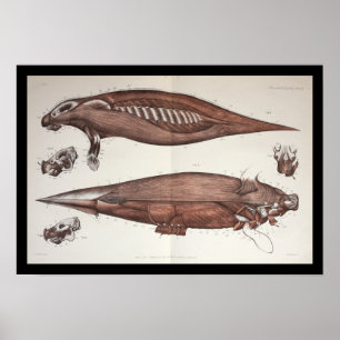 Zee Koe Manatee Marine Biology Anatomy Print