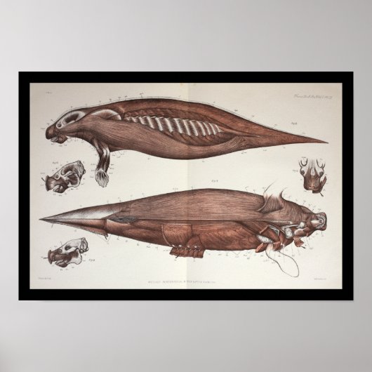 Zee Koe Manatee Marine Biology Anatomy Print (Voorkant)