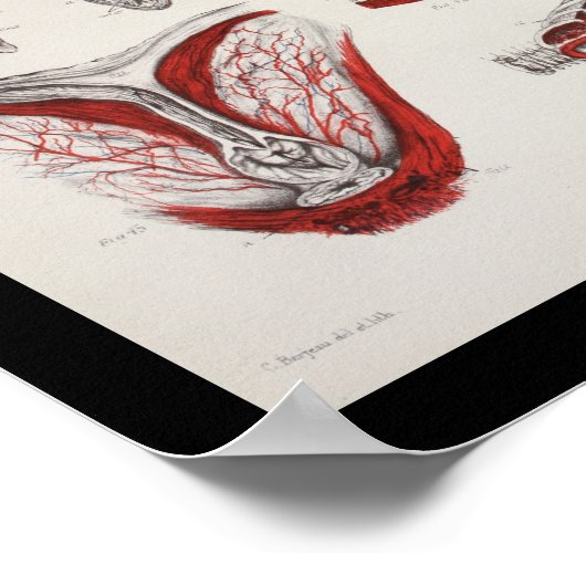 Zee Koe Manatee Marine Biology Anatomy Print (Hoek)