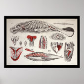 Zee Koe Manatee Marine Biology Anatomy Print (Voorkant)