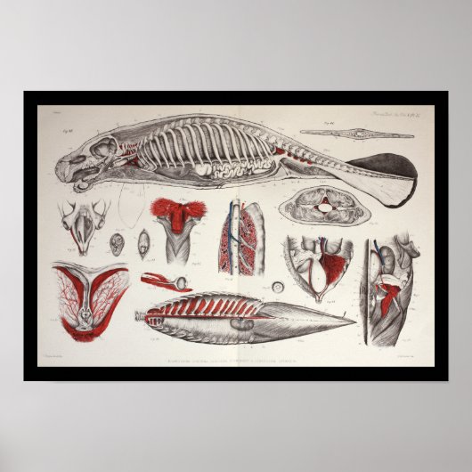 Zee Koe Manatee Marine Biology Anatomy Print (Voorkant)