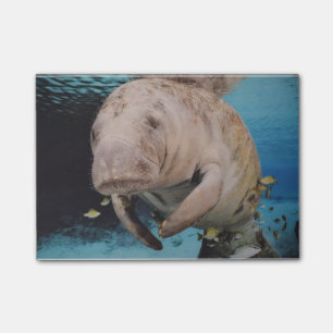 Zee koeienzwemmen post-it® notes