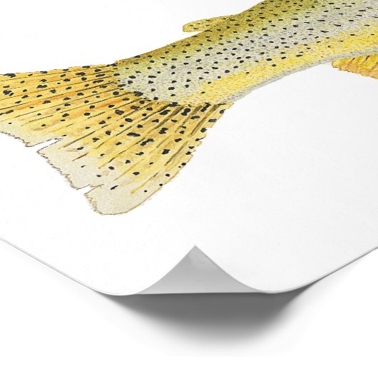 Zee: Kustkeel Poster (Hoek)