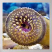 Zee Lamprey Mouth Poster (Voorkant)