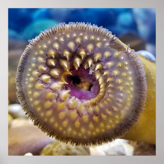 Zee Lamprey Mouth Poster (Voorkant)