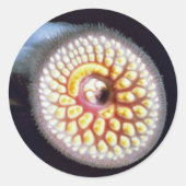 Zee Lamprey Ronde Sticker (Voorkant)