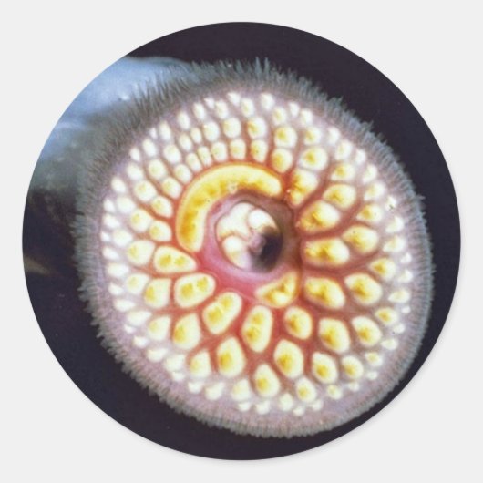 Zee Lamprey Ronde Sticker (Voorkant)
