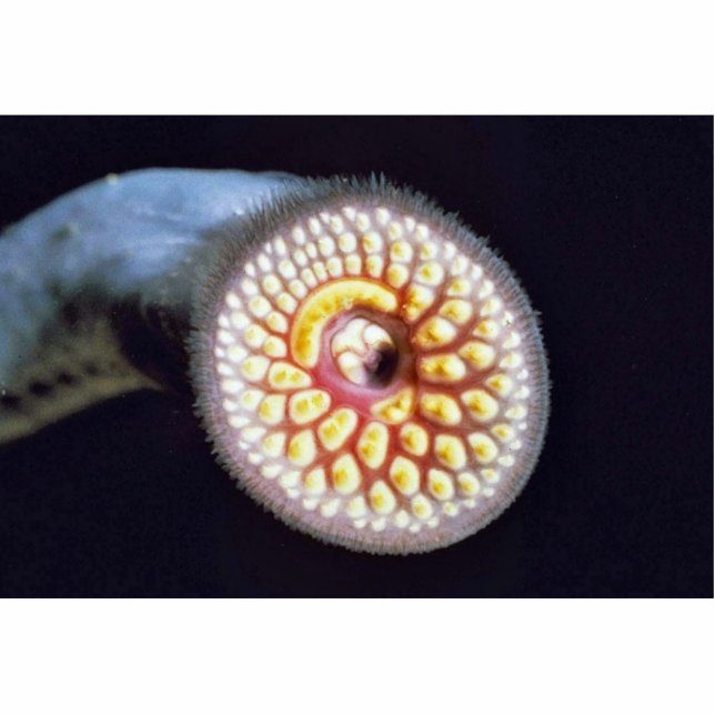 Zee Lamprey Staand Fotobeeldje (Voorkant)