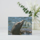 Zee Leeuw Briefkaarten (Staand voorkant)