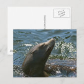 Zee Leeuw Briefkaarten (Voorkant / Achterkant)