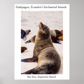 Zee leeuw die zijn nekspieren ontspannen poster