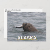 Zee leeuw eet zalm in Alaska Briefkaart (Voorkant / Achterkant)