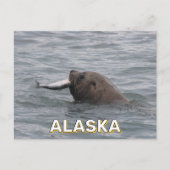 Zee leeuw eet zalm in Alaska Briefkaart (Voorkant)
