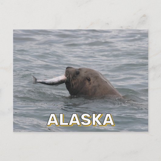 Zee leeuw eet zalm in Alaska Briefkaart (Voorkant)