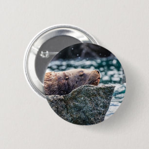 Zee leeuw in de herrijzingsbaai, Alaska Ronde Button 5,7 Cm