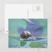 Zee leeuw; In het Swim der Dingen! Briefkaart (Voorkant / Achterkant)