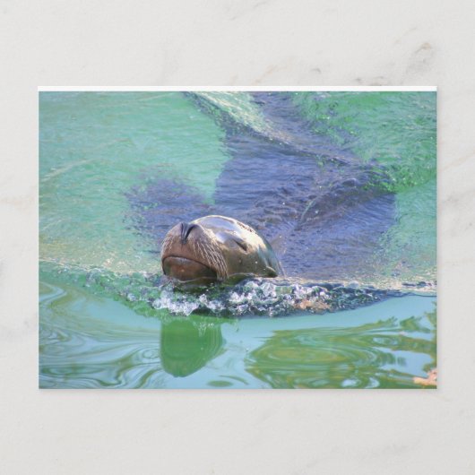 Zee leeuw; In het Swim der Dingen! Briefkaart (Voorkant)