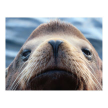 Zee Leeuw met een hartvormige neus