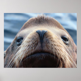 Zee Leeuw met een hartvormige neus Poster