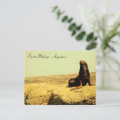 Zee Leeuw. Puerto Madryn - Argentinië Briefkaart (Staand voorkant)