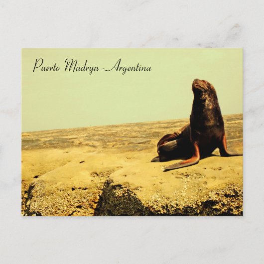 Zee Leeuw. Puerto Madryn - Argentinië Briefkaart (Voorkant)