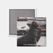 zee leeuw zeilen handvol magneet (Voorkant / Achterkant)