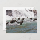 Zee leeuwen aangetrokken in het water om te kijken briefkaart (Voorkant / Achterkant)