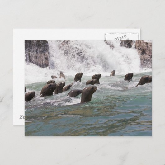 Zee leeuwen aangetrokken in het water om te kijken briefkaart (Voorkant / Achterkant)