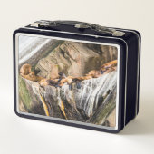 Zee leeuwen die op de rotsen liggen (Achterkant)