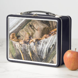 Zee leeuwen die op de rotsen liggen