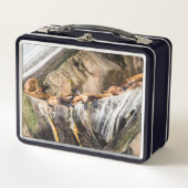 Zee leeuwen die op de rotsen liggen (Voorkant)