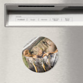 Zee leeuwen die op de rotsen liggen magneet (Insitu (Vaatwasser))