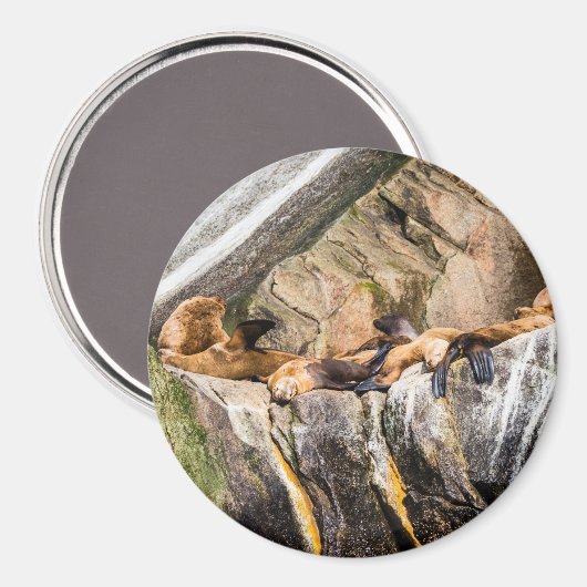 Zee leeuwen die op de rotsen liggen magneet (Voorkant / Achterkant)