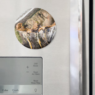 Zee leeuwen die op de rotsen liggen magneet