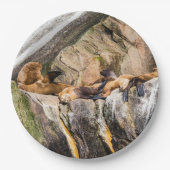 Zee leeuwen die op de rotsen liggen papieren bordje (Voorkant)