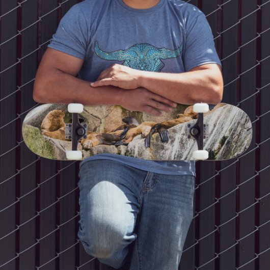 Zee leeuwen die op de rotsen liggen persoonlijk skateboard (Buiten 3)