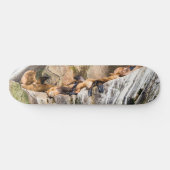 Zee leeuwen die op de rotsen liggen persoonlijk skateboard (Horizontaal)