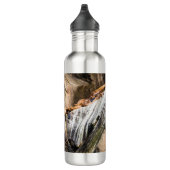 Zee leeuwen die op de rotsen liggen waterfles (Rechts)