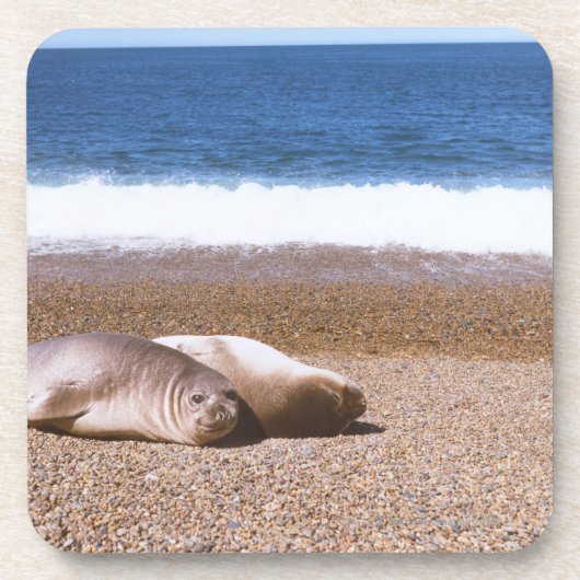 Zee leeuwen die op strand rusten onderzetter (Voorkant)